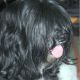 Kutya Tibeti terrier