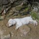 Kutya Argentin dog