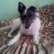 Kutya Parson Jack Russel