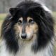 Kutya Collie