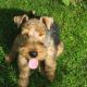 Kutya Welsh terrier