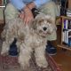 Kutya Tibeti terrier