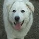 Kutya Kuvasz