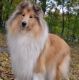 Kutya Collie