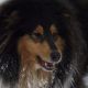 Kutya Collie