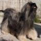 Kutya Tibeti terrier