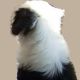 Kutya Tibeti terrier
