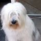 Kutya Tibeti terrier