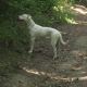 Kutya Argentin dog
