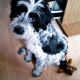 Kutya Tibeti terrier