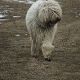 Kutya Komondor