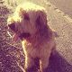 Kutya Briard