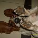 Kutya Basset hound