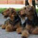 Kutya Airedale terrier