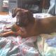 Kutya Rhodesian Ridgeback