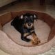 Kutya Terrier
