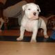 Kutya Amerikai bulldog