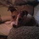 Kutya Parson Jack Russel