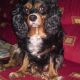 Kutya Cav.King C. spániel