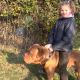 Kutya Bordeaux-i dog