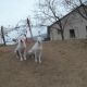 Kutya Argentin dog