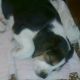 Kutya Basset hound