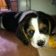 Kutya Basset hound