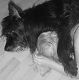 Kutya Briard