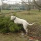 Kutya Argentin dog