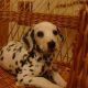 Kutya Dalmata