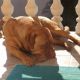 Kutya Bordeaux-i dog