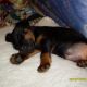 Kutya Terrier
