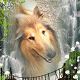 Kutya Collie