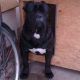 Kutya Cane corso