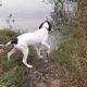 Kutya Pointer