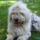 Kutya Bobtail