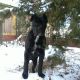 Kutya Cane corso