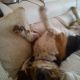 Kutya Basset hound