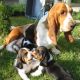 Kutya Basset hound