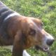 Kutya Basset hound
