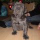 Kutya Mastino Napoletano
