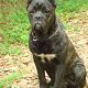Kutya Cane corso