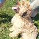 Kutya Briard