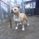 Kutya Staffordshire bullterrier
