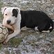 Kutya Staffordshire bullterrier