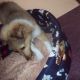 Kutya Sheltie