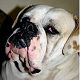 Kutya Amerikai bulldog