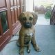 Kutya Rhodesian Ridgeback