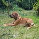 Kutya Rhodesian Ridgeback