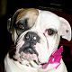 Kutya Amerikai bulldog